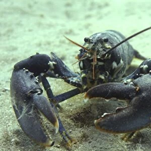 Common lobster. UK (RR)