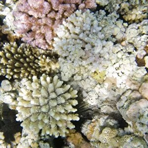 Coral reef off Dahab in the Red Sea in Egypt. Like many areas of coral around the world they are increasinlgy threatened by global warming indiuced coral bleaching. Bleaching is caused when the water temperature rises to a point that the
