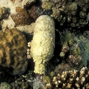 Coral and Sponge Encrusted Bottle. Gorontalo, Sulawesi, Indonesia