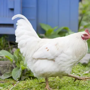 Free range hens and a hen house in the rydal Hall Community Vegetable Garden, near Ambleside, Cumbria