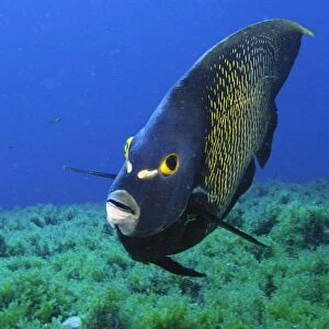 French angelfish, Pomacanthus paru, Ilha rata, Fernando de Noronha national marine sanctuary, Pernambuco, Brazil (S. Atlantic)