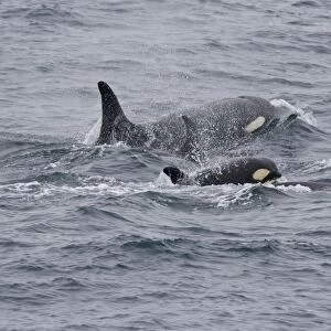 A group of 6 to 8 Orca (Orcinus orca) which attacked and killed a white-beaked dolphin at 74 11. 31 N and 16 03. 48 E off the continental shelf southwest of Bear Island in the Barents Sea, Norway. Seen here is the youngest Orca surr
