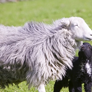 A Herdwick sheep and lamb