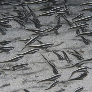 Juvenile Striped Eel Catfish (Plotosus lineatus) school of juveniles on sand seabed, Mabul, Borneo, Malaysia