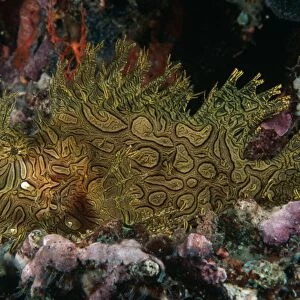 Lacey Scorpionfish (Rhinopius aphanes). Indo Pacific