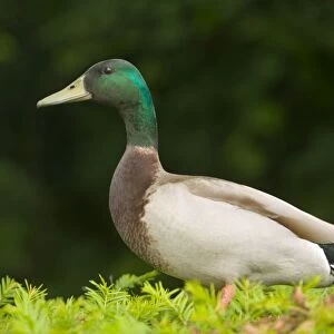 A male Mallard duck sat on top of a hedge