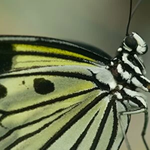 A Mormon Swallowtail Butterfly
