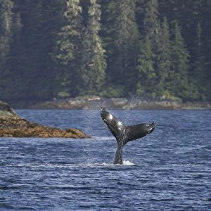 North Pacific Humpback Whale (Megaptera novaeangliae) tail-lobbing in Southeast Alaska, USA