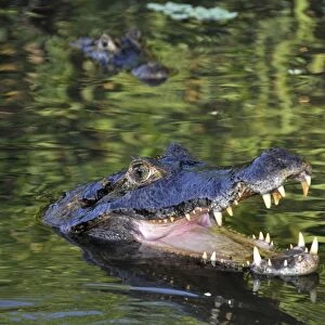 Pantanal caimans, Caiman crocodilus yacare, San Francisco Ranch, Miranda, Mato Grosso do Sul, Brazil
