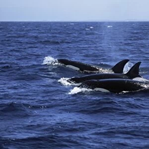 Pod of Killer whales (Orcinus orca) travelling in a family group (including one with flopped dorsal fin). Monterey Bay, California. USA