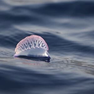 Portuguese Man O War (Physalia physalis) floating on the surface off the Cape Verde Island Group in the northern Atlantic