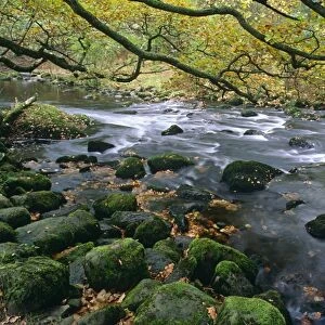 Rocky woodland stream with overhanging oak tree (Quercus robur). Near Grasmere, Cumbria, UK