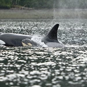 The transient Orca (Orcinus orca) pod T88 consisting of 6 animals in total. The pod was sighted off Cape Strait and followed to Beacon Point along the east coast of Kupreanof Island just outside of Petersburg, Southeast Alaska, USA. Pacific Ocean