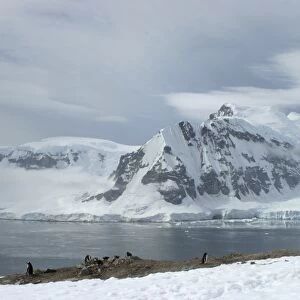View of mainland Antarctica from Danko Island Gentoo penguin colony Antarctica. (RR)
