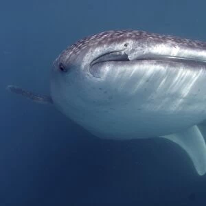 Front view of Whale shark (Rhincodon typus), Sea of Cortez, Mexico (RR)