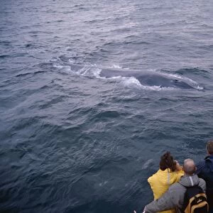 Whale-watchers photographing a Blue whale (Balaenoptera musculus) as it surfaces, showing interest in the boat. Husavik, Iceland