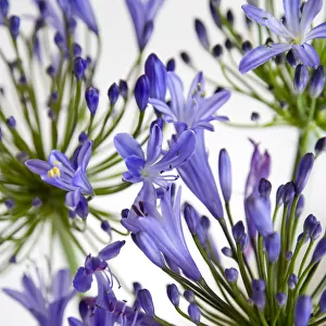 African lily, Agapanthus, purple flowers on an umbel shaped flowerhead against a white
