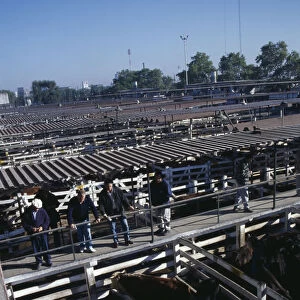 ARGENTINA, Buenos Aires Traders on raised walkway between cattle pens