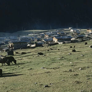 Bhutan, Merag, Sakteng District, Yaks Grazing Outside Village