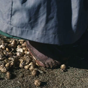 BOLIVIA, Altiplano Aymara woman stamping on potatoes which have been frozen then