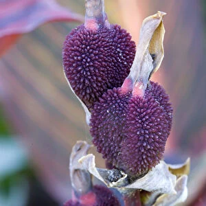 Canna, close up of purple seed pods in autumn