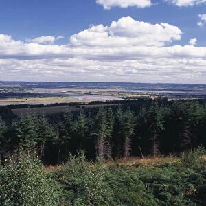 ENGLAND, Gloucestershire, Forest of Dean Landscape with coniferous plantation
