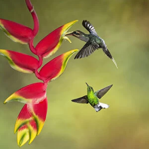 Green Hermit and Coppery-headed Emerald Hummingbirds and Lobster Claw Heliconia in Costa