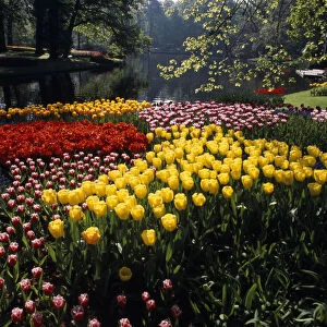 HOLLAND, South, Lisse Keukenhof Gardens. Multicoloured display of tulips on the edge