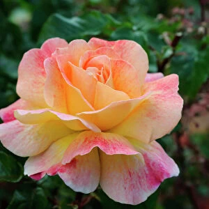 Rose, Rosa, Single peach coloured flower growing outdoor