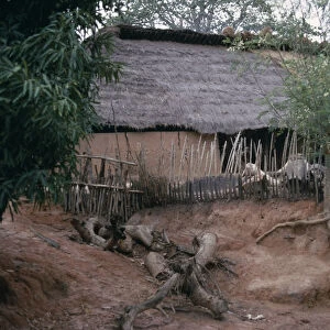 SENEGAL, Architecture Thatched village house with tree with roots exposed from soil