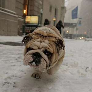 A bulldog walks through the snow during a snowstorm in New York