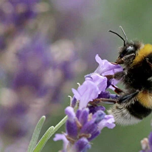 A bumblebee collects nectar from lavender blossoms in Vienna