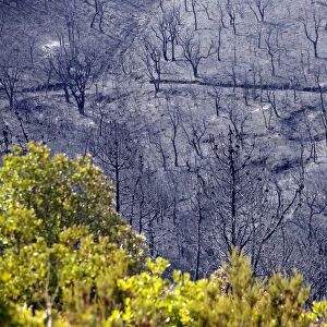 Burned trees are seen on a hillside in Bormes-les-Mimosas