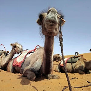 Camels rest at Tengeri Desert, on the outskirts of Zhongwei, Chinas Ningxia Hui Autonomous Region