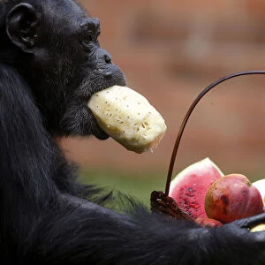 A chimpanzee eats a pineapple after receiving a Christmas basket at Rio de Janeiros zoo