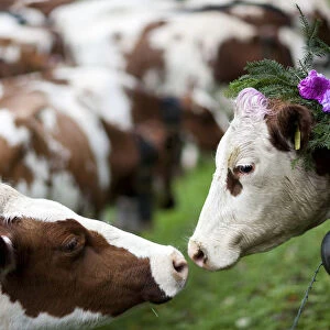 Two cows are pictured traditionally decorated for the so-called Desalpe in Charmey