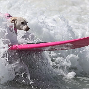 Surfdogs