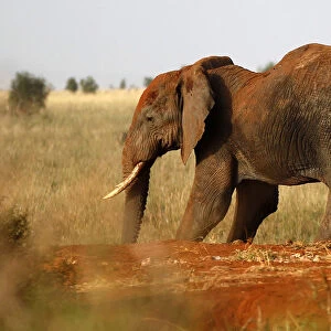 An elephant stretches during their aerial census at the Tsavo West national park within