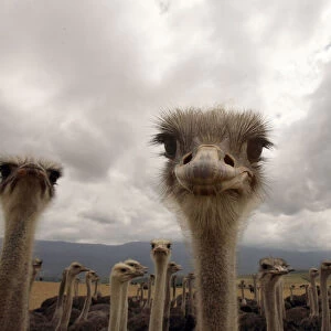 Ostriches Collection: Giant Ostrich