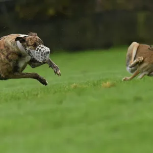 A greyhound chases a hare during a hare coursing meeting in Abbeyfeale