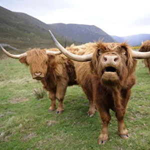 Highland cattle in the Scottish Highlands