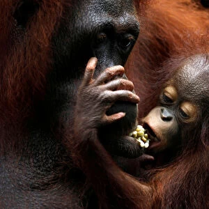 Khansa, the Singapore Zoos 46th orangutan baby, clings to its mother Anita during a