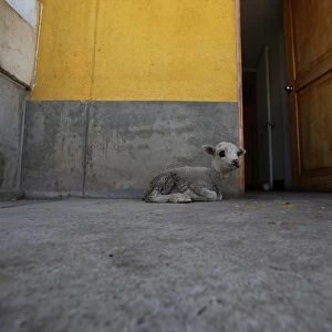 A lamb lies down in the home of Margot Portilla in the town of Nueva Fuerabamba in Apurimac, Peru