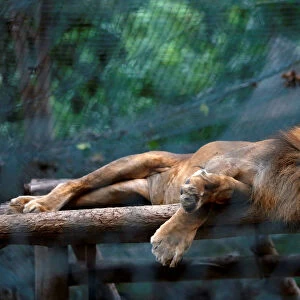 A lion sleeps inside his a cage at the Caricuao Zoo in Caracas