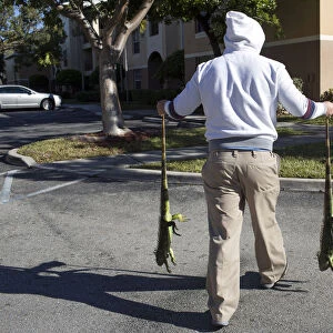 A man carries two cold stunned iguanas in Lake Worth