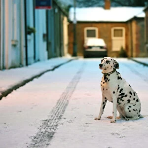 Otta the Dalmation dog sits in the fallen snow in Dublin