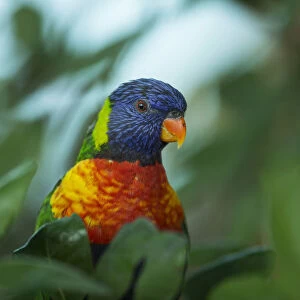 A rainbow Lorikeet is seen in its enclosure at the Biblical Zoo in Jerusalem