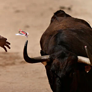A Recortador de Anillas throws a ring onto a wild cows horn during a display at the San