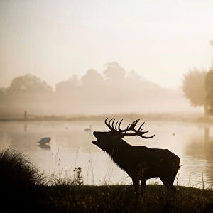 A red deer stands in the early morning mist in Bushy Park in London