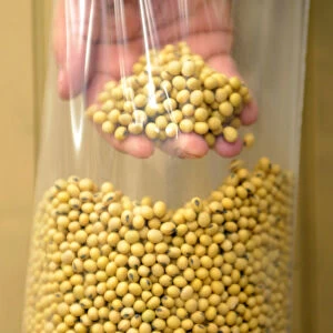 A sample of clean, processed soybeans at Peterson Farms Seed facility in Fargo